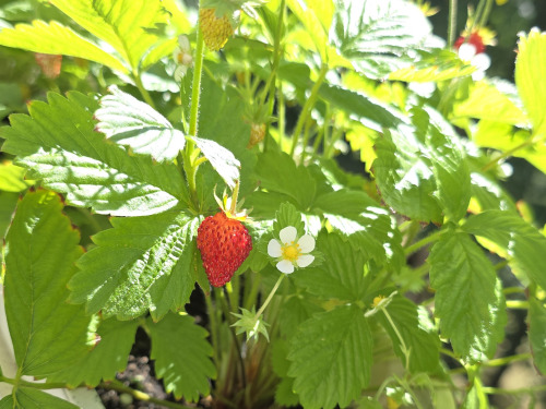 Fruiting wild raspberry