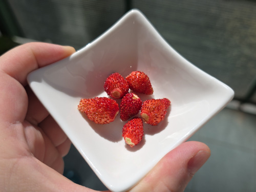 Wild strawberries