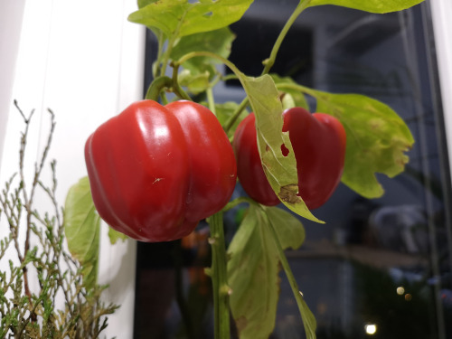 Bell peppers