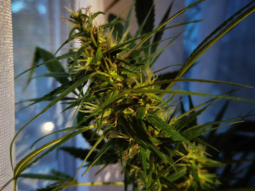 From one seed 