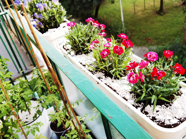 Flowers on the balcony