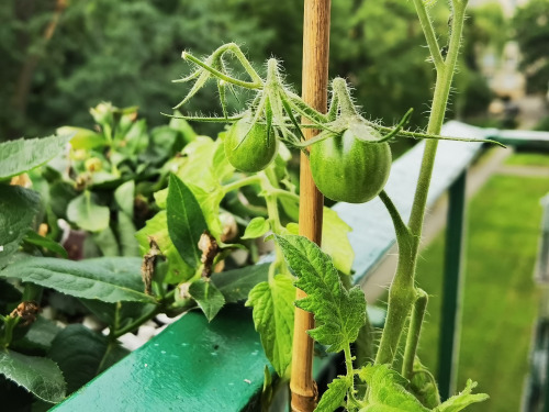Cherry tomatoes