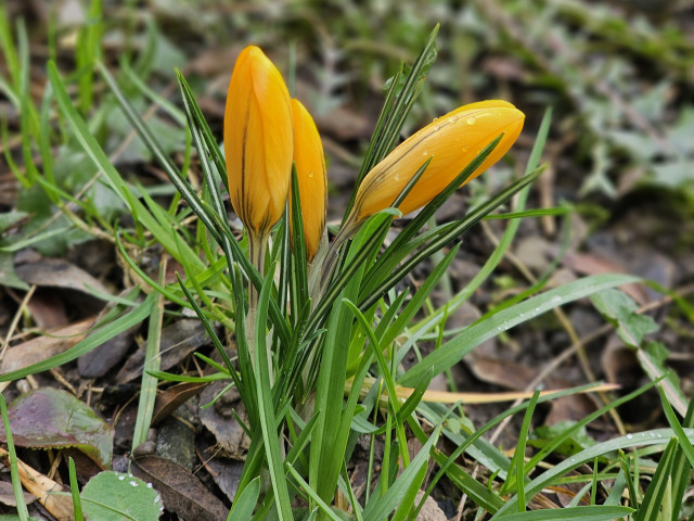Crocus flavus