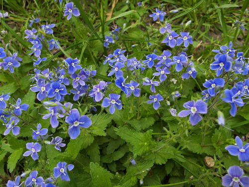 Forget-me-nots