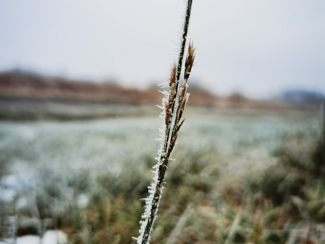 A grass