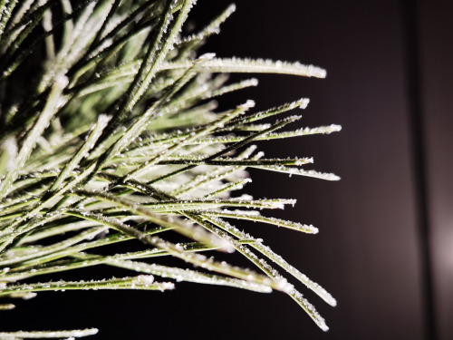 Frost on the pine tree needles
