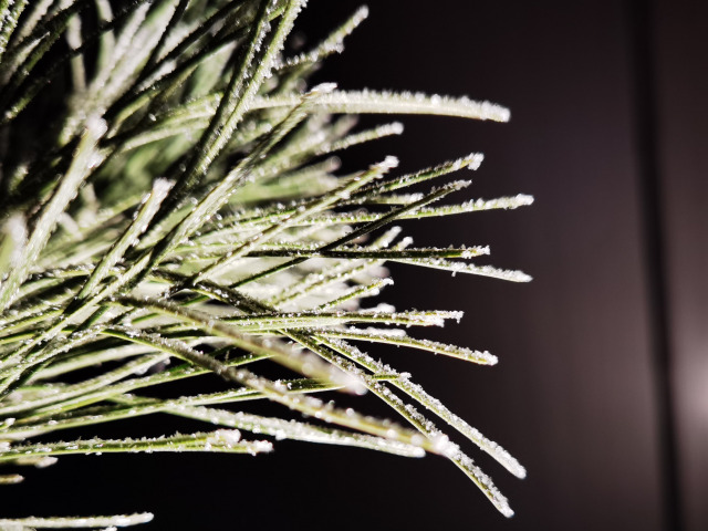 Frost on the pine tree needles