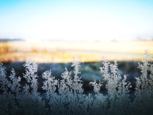 Frost on the window